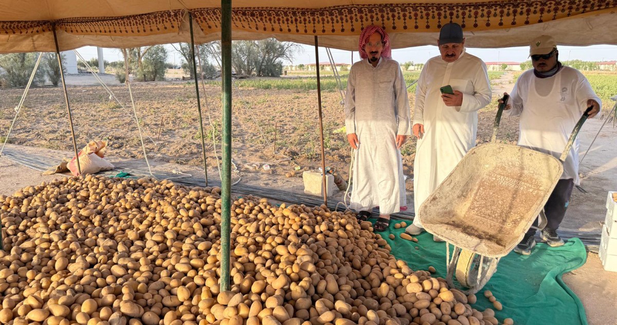 يزرع-البطاطا-والبصل-الأخضر…-مرتين-في-السنة-الواحدة