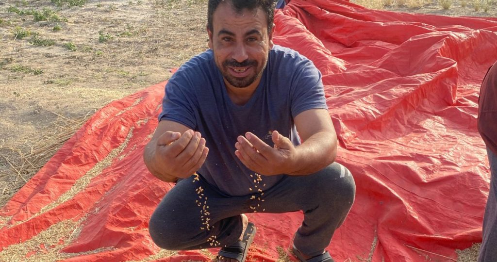 قمح-الجلال-الفاخر-يبشّر-بالخير