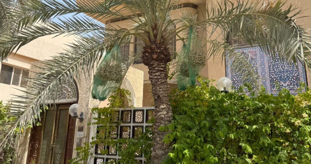 التغطية-بالبروكلين-الأخضر-حماية-للنباتات-والشجيرات