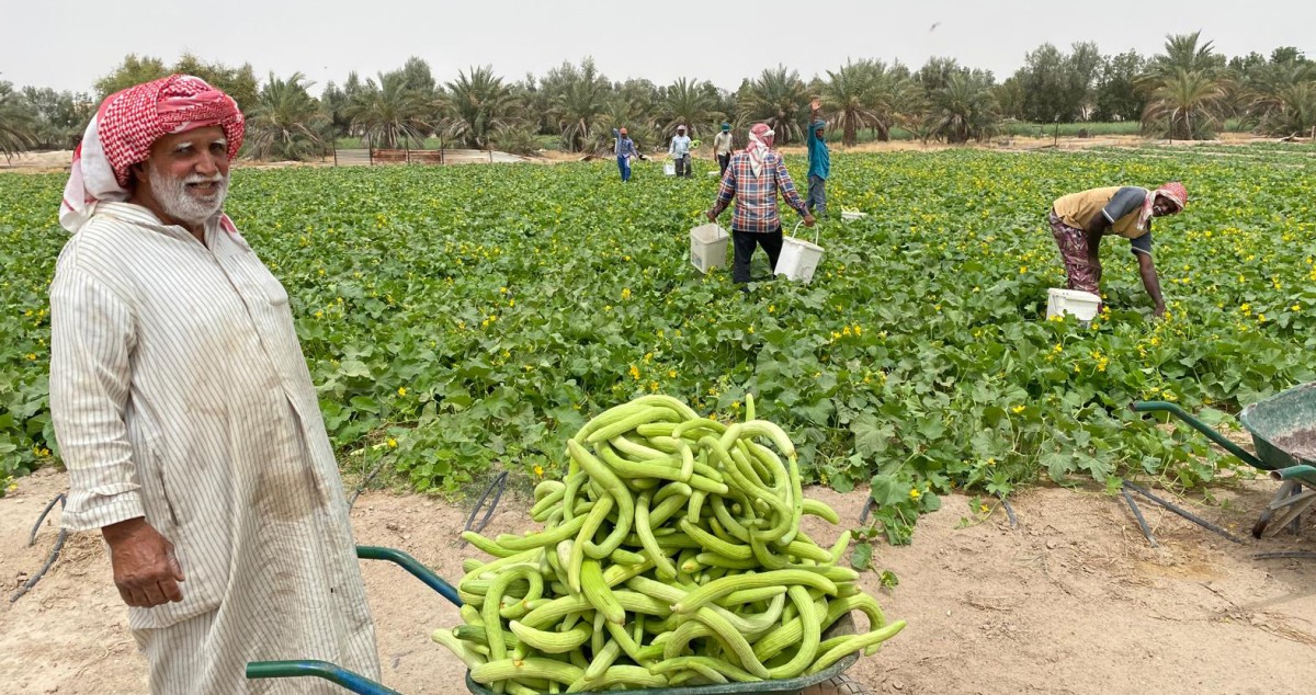 العمال-الزراعيون-القدامى-تكريمهم-واجب