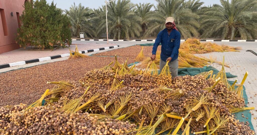 تسويق-التمور-المحلية-مشكلة-تبحث-عن-حل