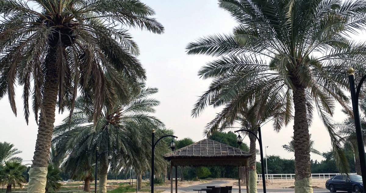 الاهتمام-بالنخيل-المثمر-في-فصل-الصيف