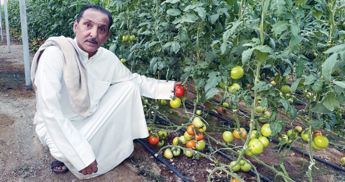 العازمي:-المحاصيل-شبه-الستراتيجية-تسهم-في-تحقيق-الأمن-الغذائي