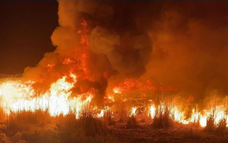 3-فرق-إطفاء-سيطرت-على-‏حريق-أشجار-بالقرب-من-'صباح-الأحمد'