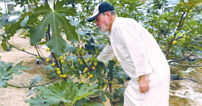 الجريوي:-التين-الكويتي-في-أسواق-الجمعيات-التعاونية-يومياً