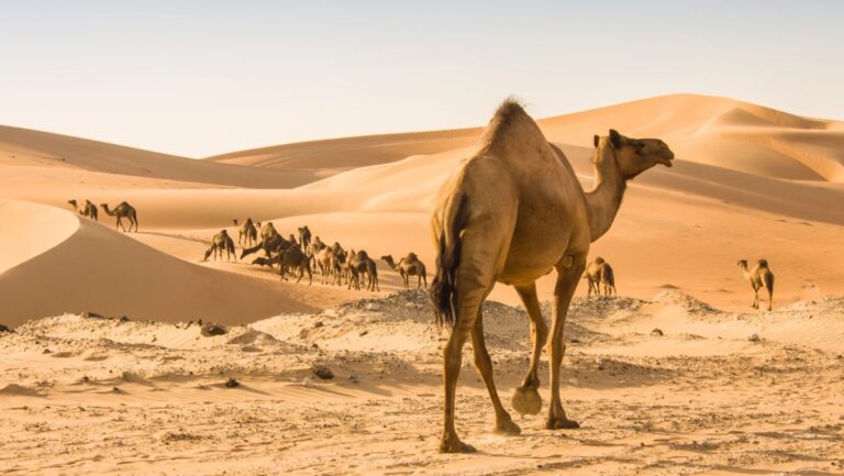 الجمل-مفتاح-لأدوية-المستقبل