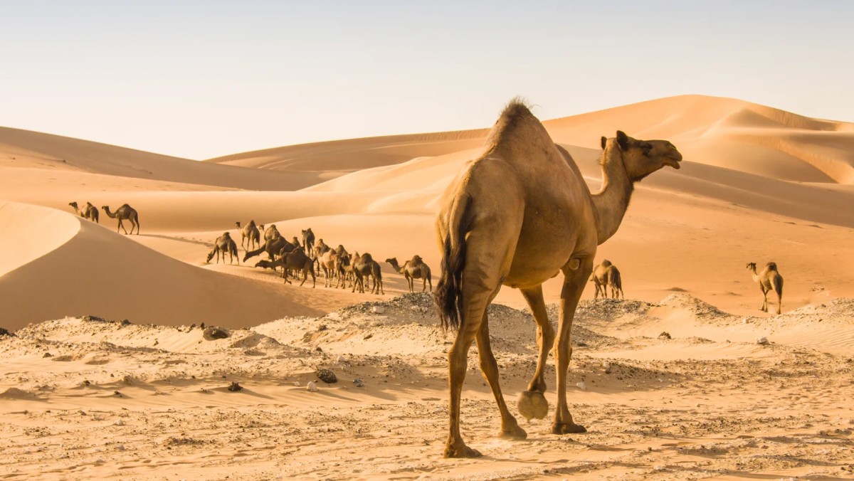 الجمل-مفتاح-لأدوية-المستقبل