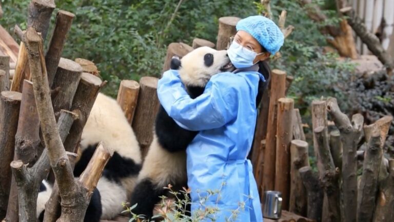 'معانق-الباندا'…-وظيفة-حقيقية-براتب-مجزٍ