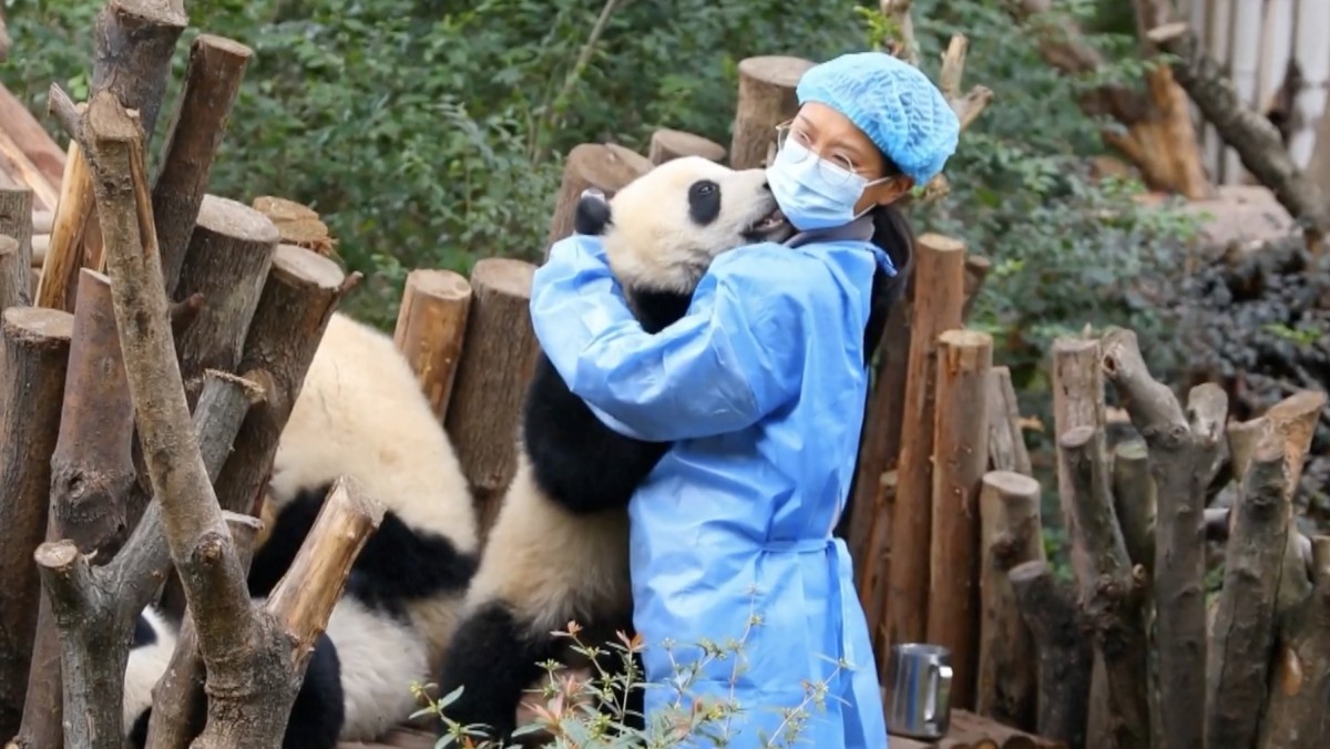 'معانق-الباندا'…-وظيفة-حقيقية-براتب-مجزٍ