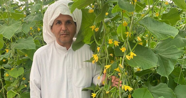 المطيري:-ضاعفنا-إنتاجية-الخيار-المعلّق-في-المتر-المربع