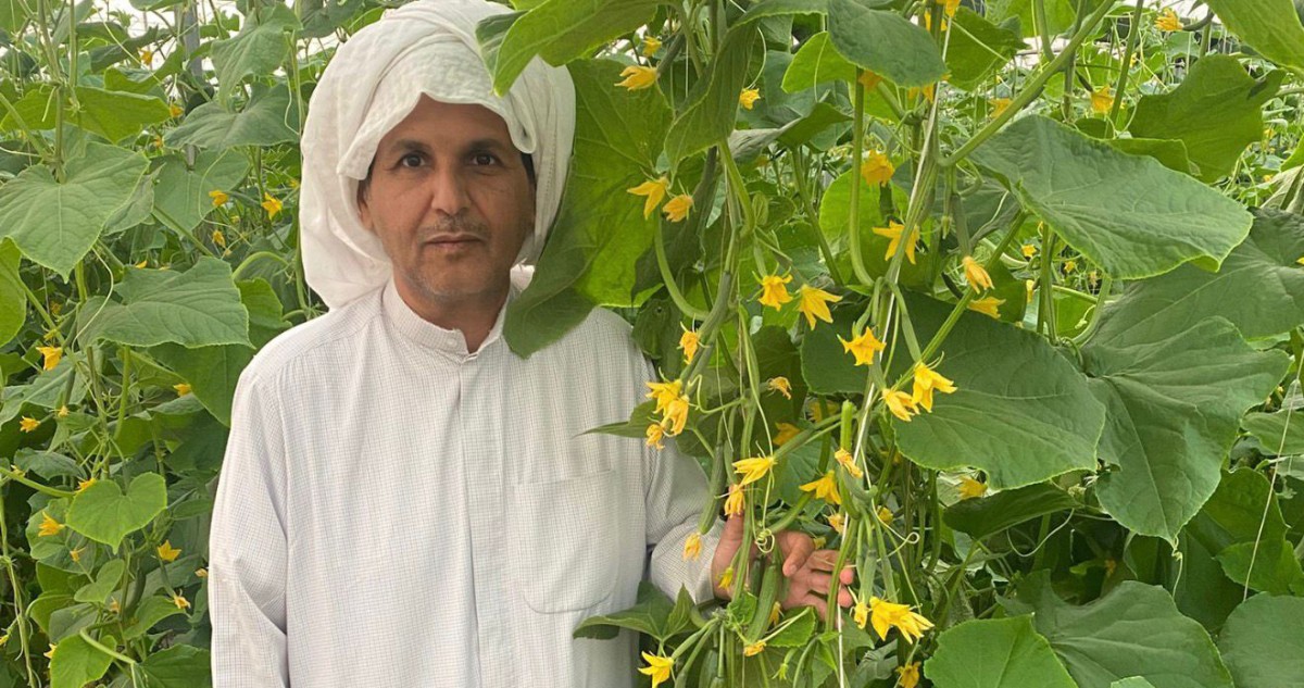 المطيري:-ضاعفنا-إنتاجية-الخيار-المعلّق-في-المتر-المربع