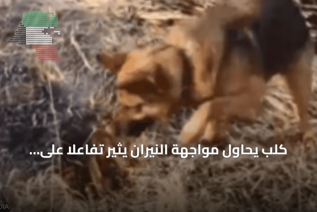 كلب يحاول مواجهة النيران يثير تفاعلاً على وسائل التواصل amid حرائق الجزائر