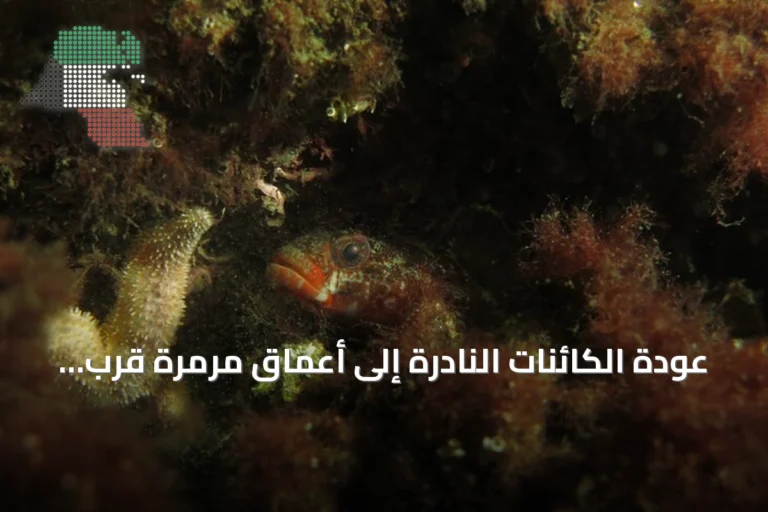 عودة الكائنات النادرة إلى أعماق مرمرة قرب جزر الأمراء