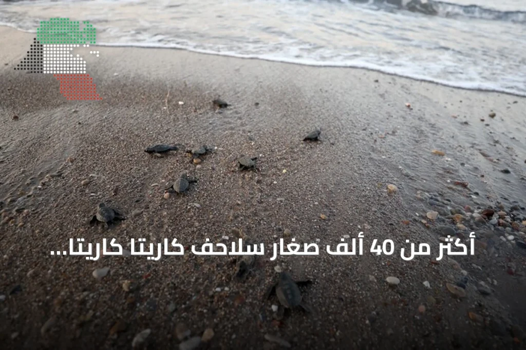 أكثر من 40 ألف صغار سلاحف كاريتا كاريتا تصل إلى البحر من شواطئ أنطاليا