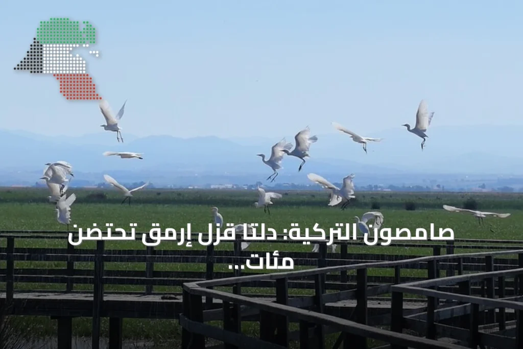 صامصون التركية: دلتا قزل إرمق تحتضن مئات الأنواع من الطيور المهاجرة