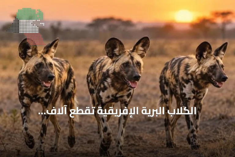 الكلاب البرية الإفريقية تقطع آلاف الكيلومترات بحثاً عن شريك