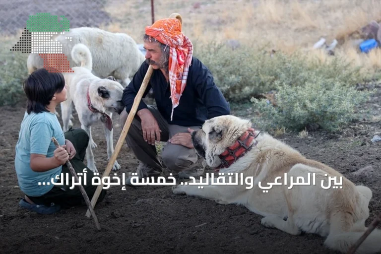 بين المراعي والتقاليد.. خمسة إخوة أتراك يواصلون إرث اليوروك في أفيون قرا حصار