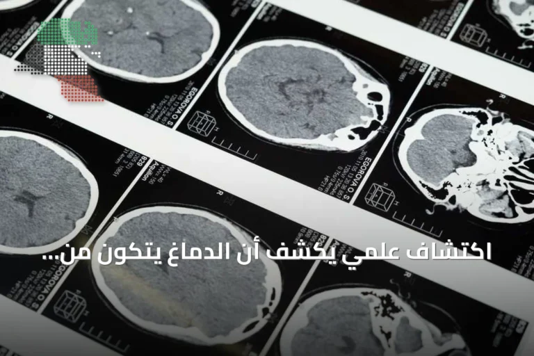 اكتشاف علمي يكشف أن الدماغ يتكون من نظامين عصبيين منفصلين منذ المراحل الجنينية