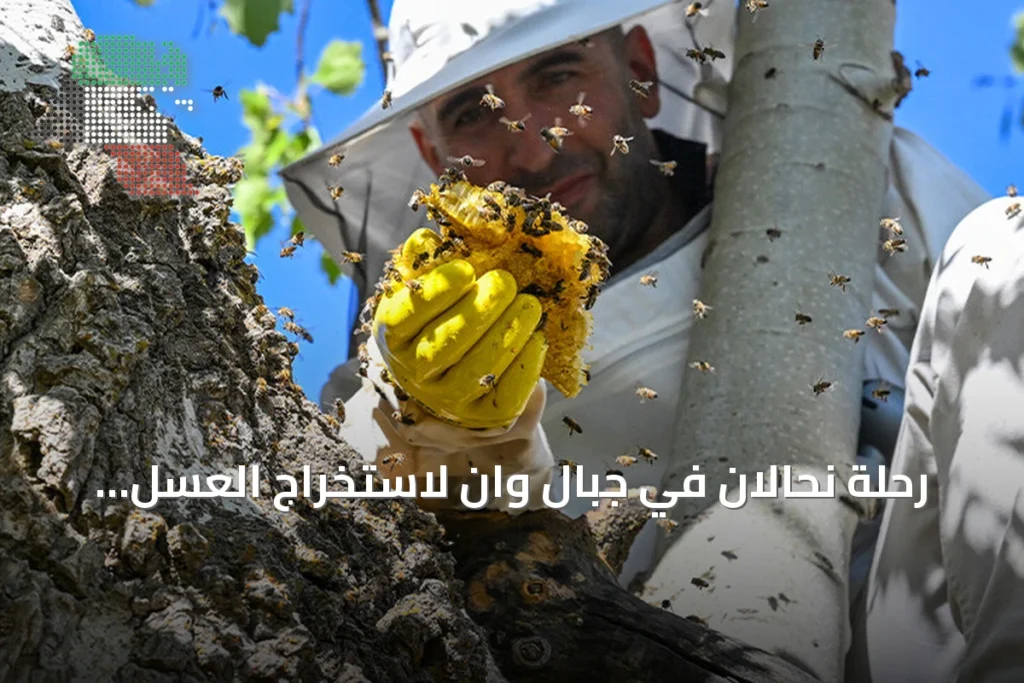رحلة نحّالان في جبال وان لاستخراج العسل البري وحماية توازن النحل