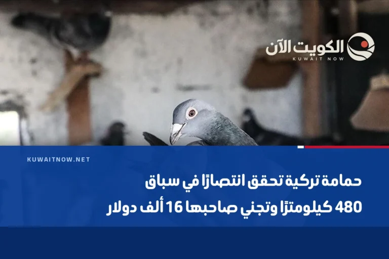 حمامة تركية تحقق انتصارًا في سباق 480 كيلومترًا وتجني صاحبها 16 ألف دولار