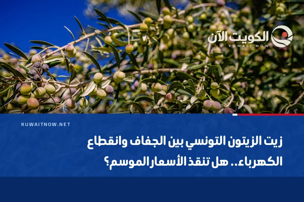 زيت الزيتون التونسي بين الجفاف وانقطاع الكهرباء.. هل تنقذ الأسعار الموسم؟